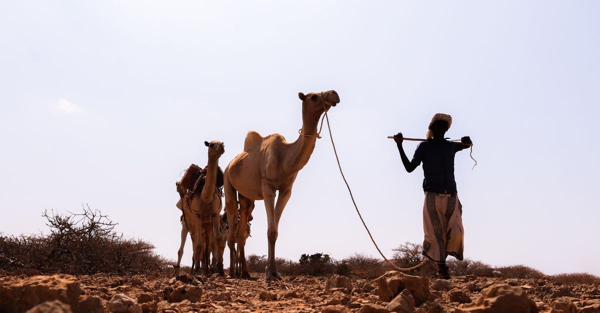 A person herding camels in the arid desert landscape of Somalia under a clear sky.