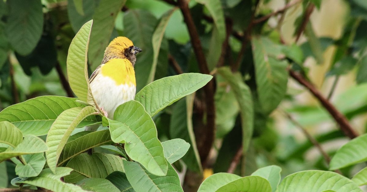 Treebo Balaji Residency, Kolhapur — A Market-Stay Near Mahalakshmi Temple Close-up of a Yellow Bird on a Green Leaf, Kolhapur, India.