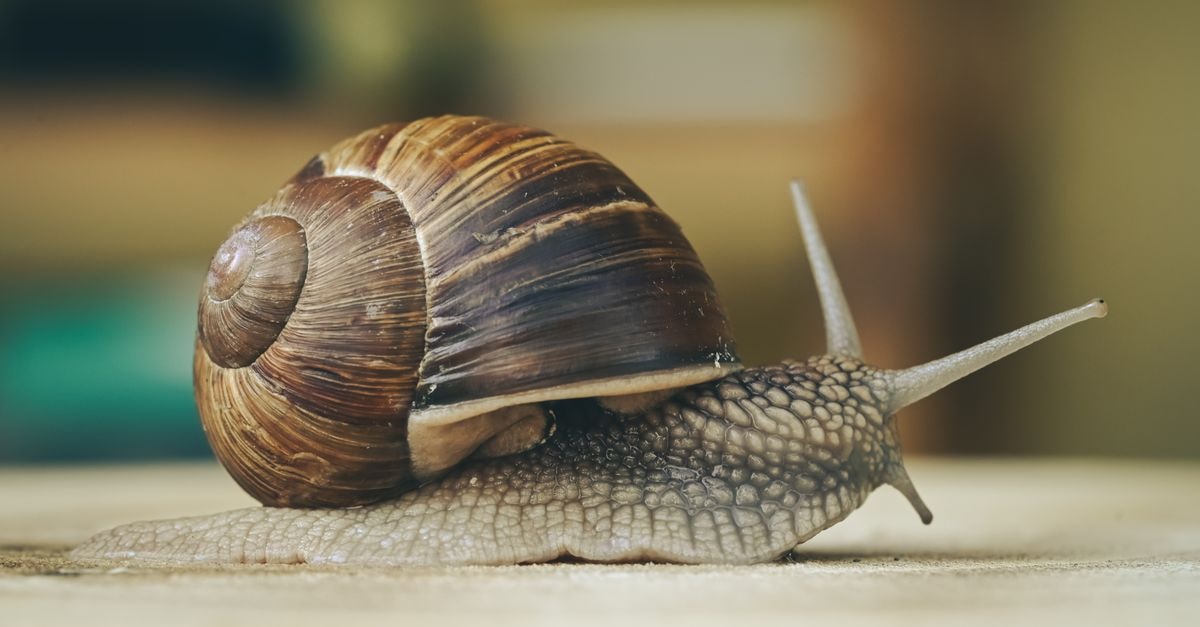 A Quiet Camama Travel Guide for Slow-Paced Discoveries Macro image of a garden snail on wood, showcasing detailed shell patterns and texture.