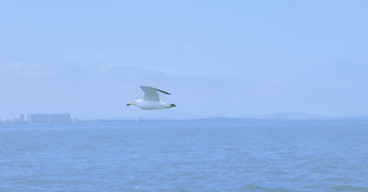 Weihai travel guide: a spotless eastern harbor and slow sea air A seagull gracefully flying over the sea in Weihai, Shandong Province, China.