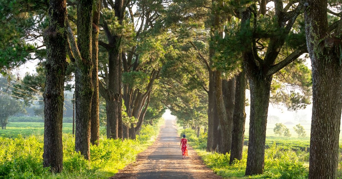 Anonymous distant female strolling on rural road among tall thick trees growing on grassy ground in suburb area of countryside