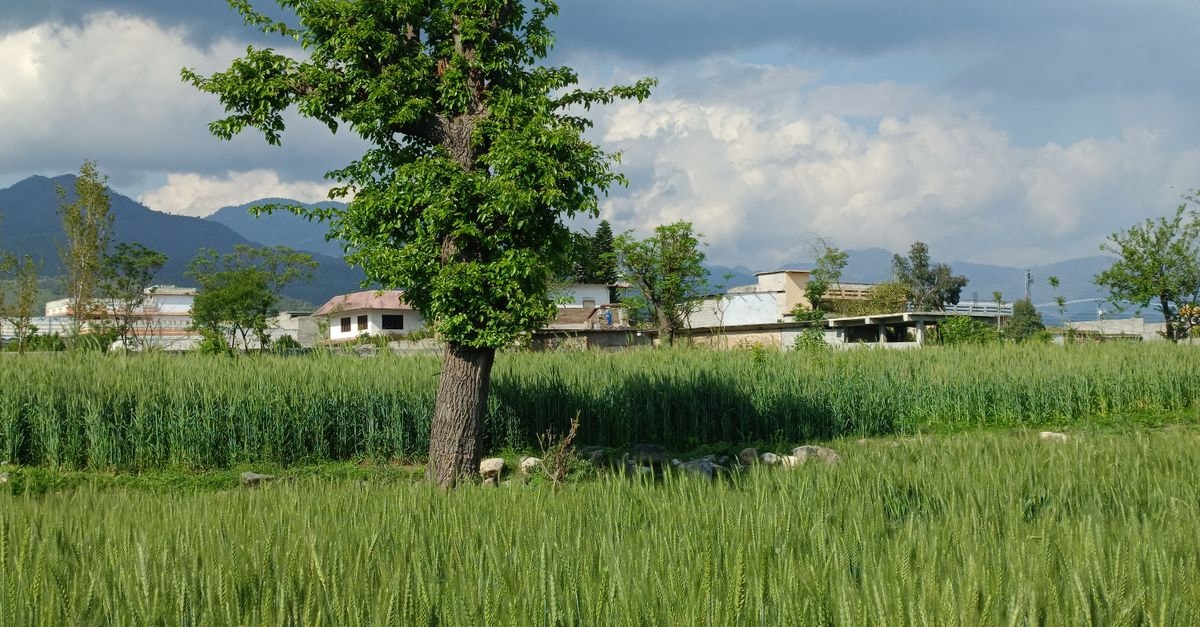 Battagram Travel Guide: A Quiet Corner of Khyber Pakhtunkhwa Lush green fields and a solitary tree in Ouch village, Khyber Pakhtunkhwa, beneath cloudy skies.
