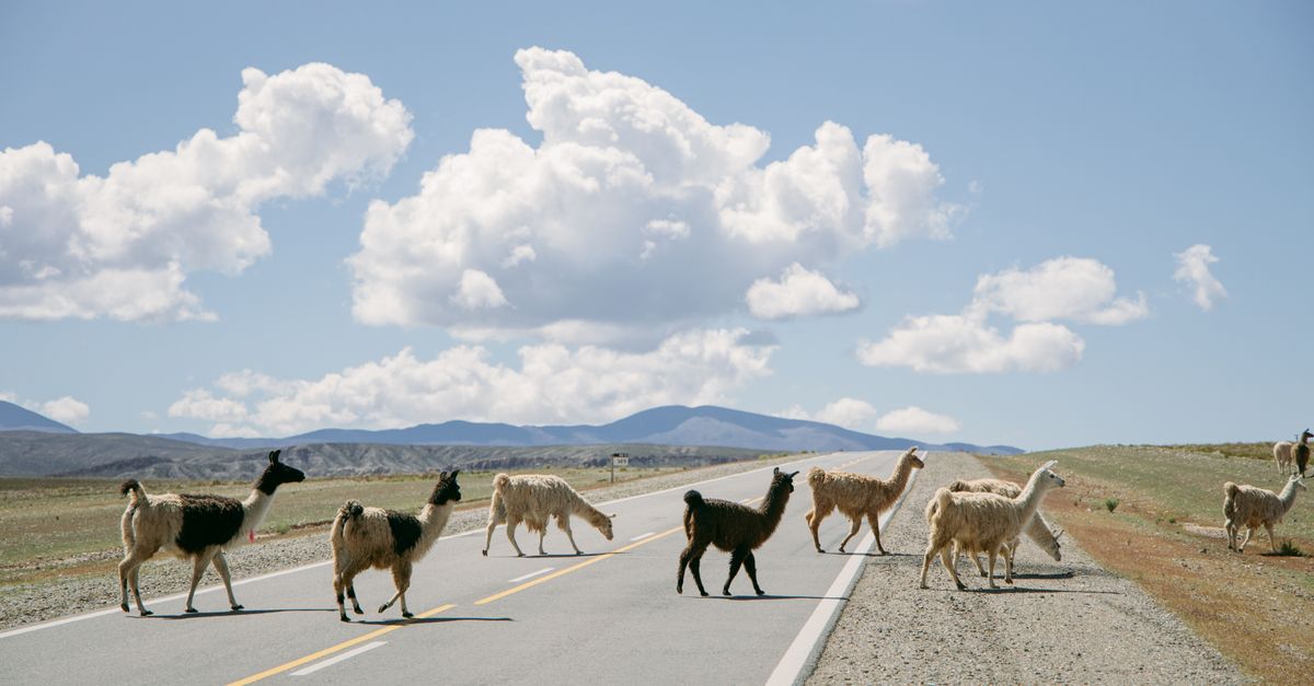 A group of llamas crossing a deserted road with mountains in the background under a clear sky.