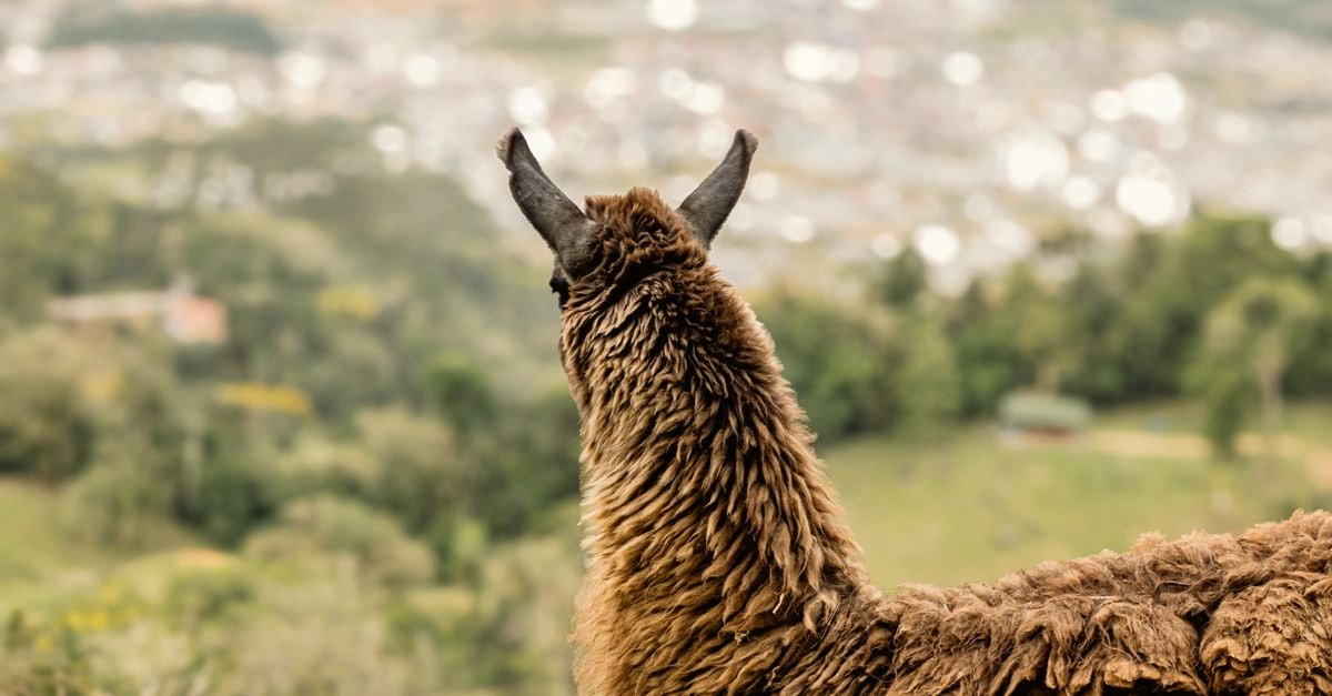 Cisco 為開放 AI 模型建立指紋,焦點重回 Llama 衍生模型 一隻駱馬凝視著如畫的城市景觀,融合自然與都市生活。