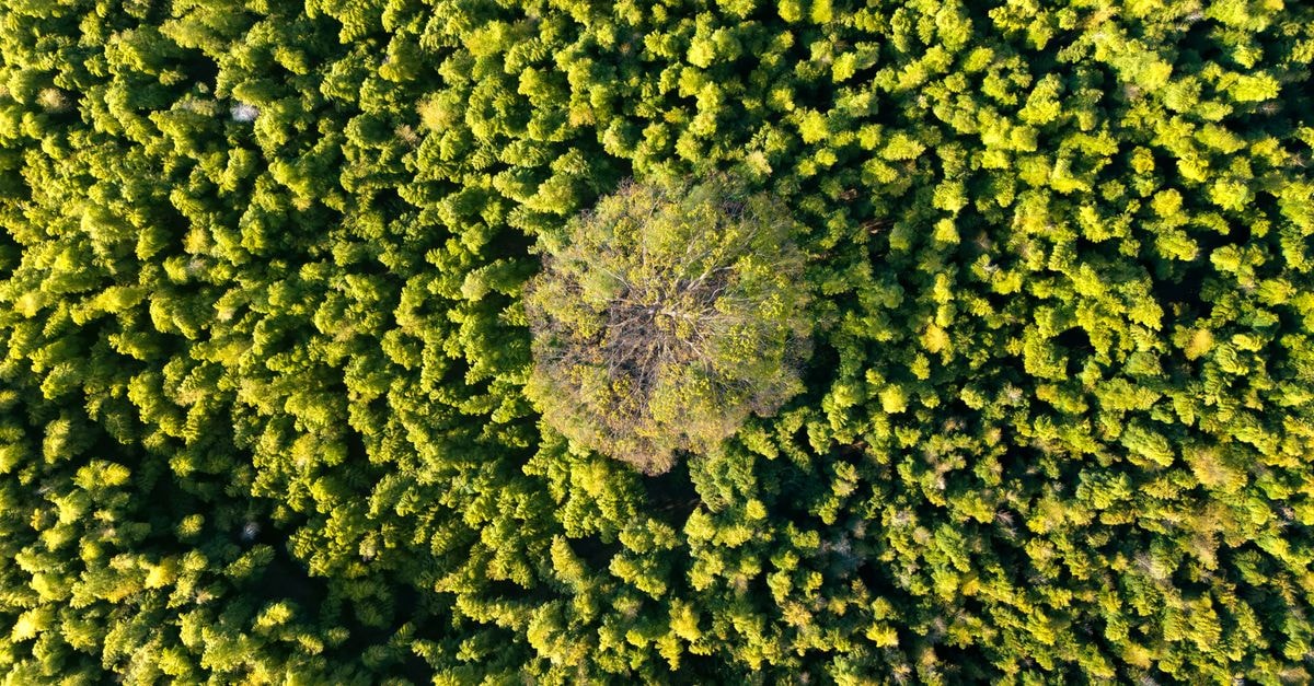 Aerial shot of vibrant green forest with a central tree in Utsunomiya, Japan.