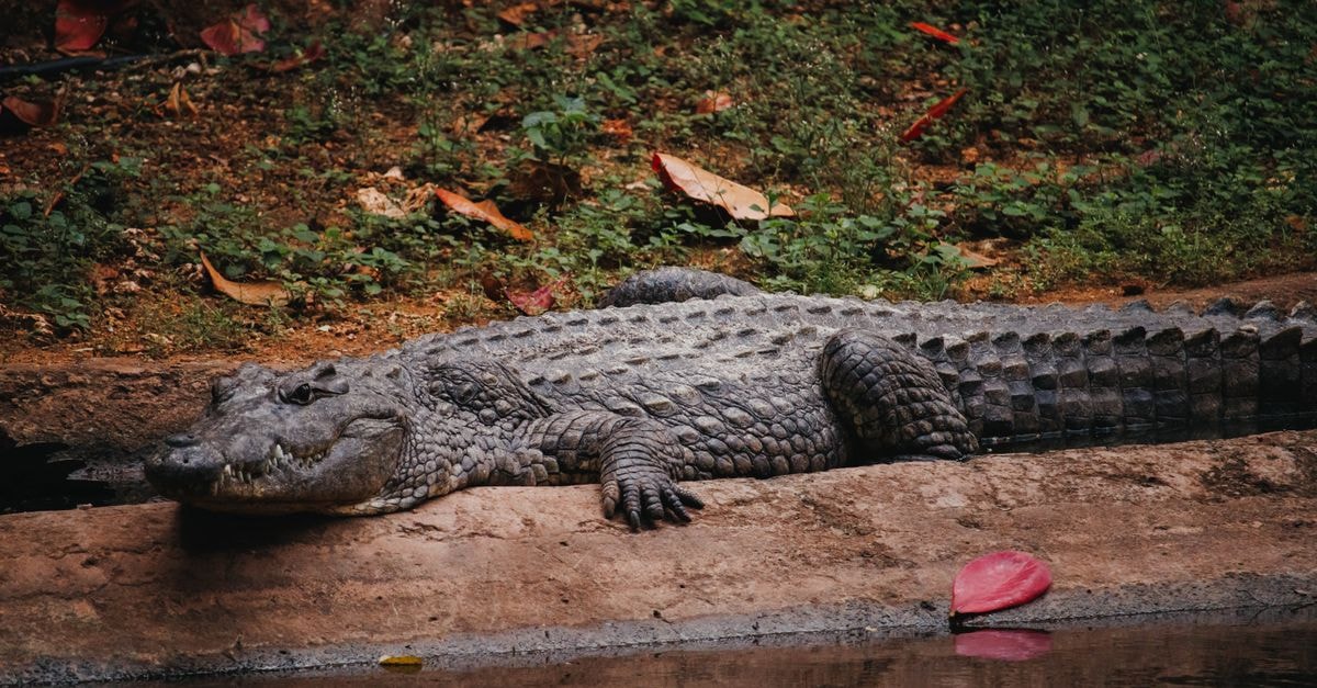 Hotel Radiance in Mombasa: A Central Island Base Minutes from the Airport A Nile crocodile peacefully basking by a pond, surrounded by lush greenery in Mombasa, Kenya.
