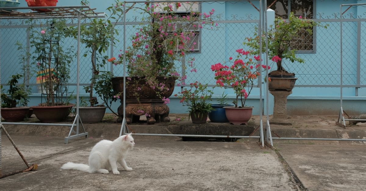Tokyo 2 Hotel in Vinh: Garden-View Stay Near Phong Định Cảng A white cat sitting in a vibrant courtyard with potted plants and flowers, captured in a peaceful outdoor setting.