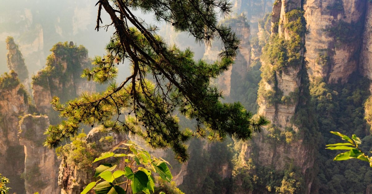 Zhangjiajie Travel Guide: Into China's Sandstone Fairyland Lush green pine trees overlooking Zhangjiajie's sandstone pillars in China.