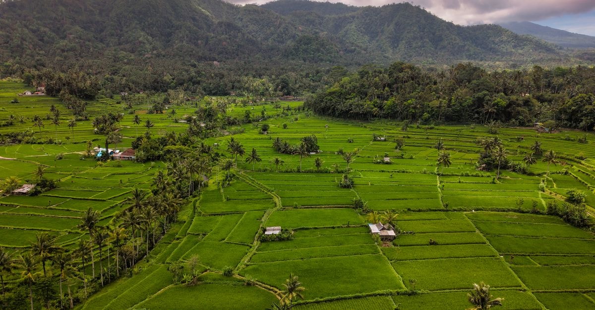 Gusti Backpackers House, Ubud — A Balinese-Designed Hostel in Downtown Aerial view of vibrant green rice terraces in Bali, framed by mountains and cloudy skies.