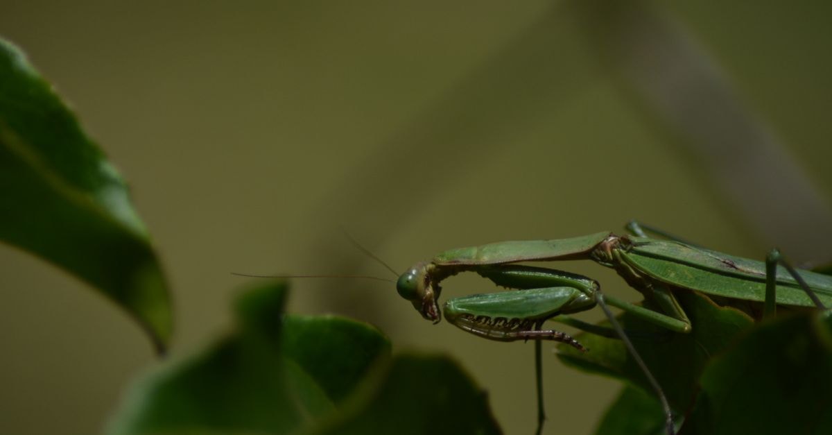 Sunbird Mzuzu Hotel in Mzuzu: Gateway to Malawi's Northern Region A close-up of a green praying mantis resting on leaves in Mzuzu, capturing wildlife in Malawi.