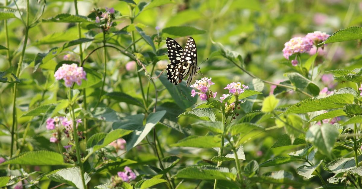 Sukanya Lodge in Dindigul: An Indoor Stay on Thiruvalluvar Salai A spotted butterfly gracefully perched on vibrant pink flowers in a lush green garden, Dindigul, India.