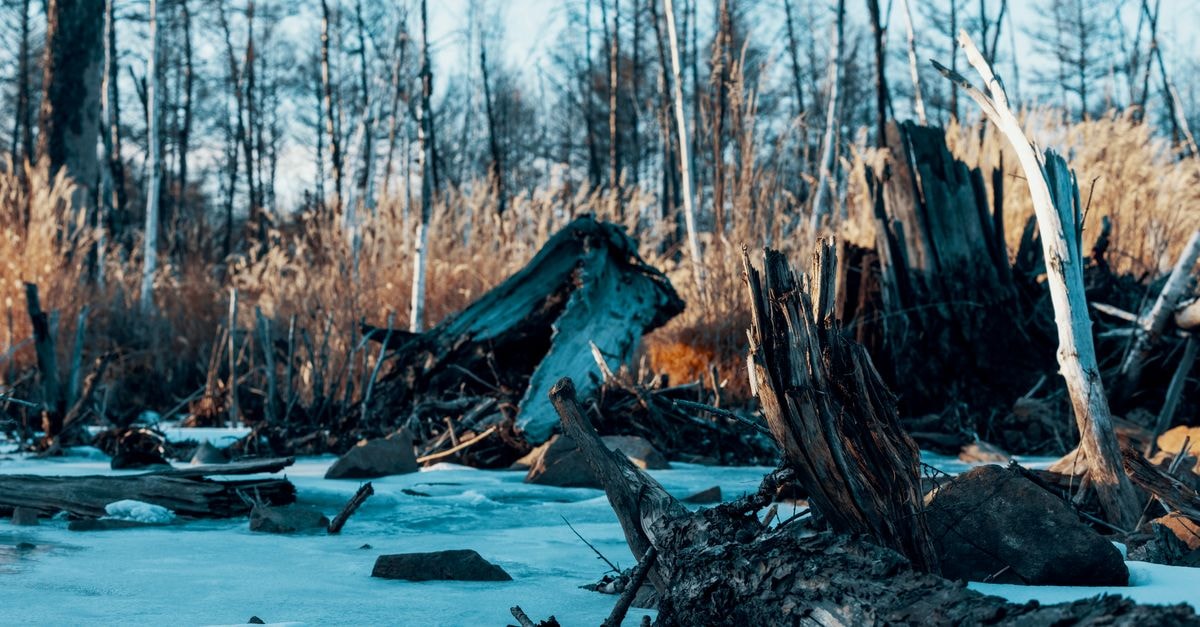 Winter landscape of a frozen forest with fallen trees in Heilongjiang, China.