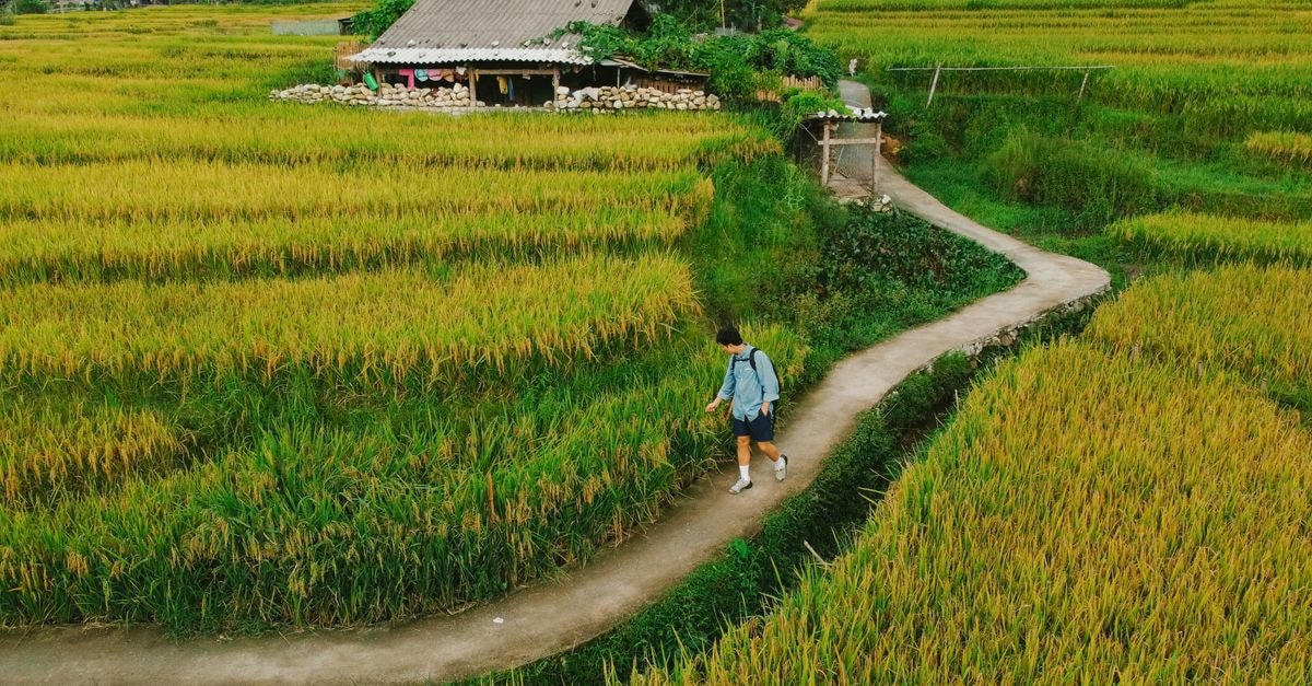 Ha Tinh Travel Guide: A Quiet Stretch of Central Vietnam A person strolls along a path amidst vibrant rice terraces in Northern Vietnam, capturing rural serenity.