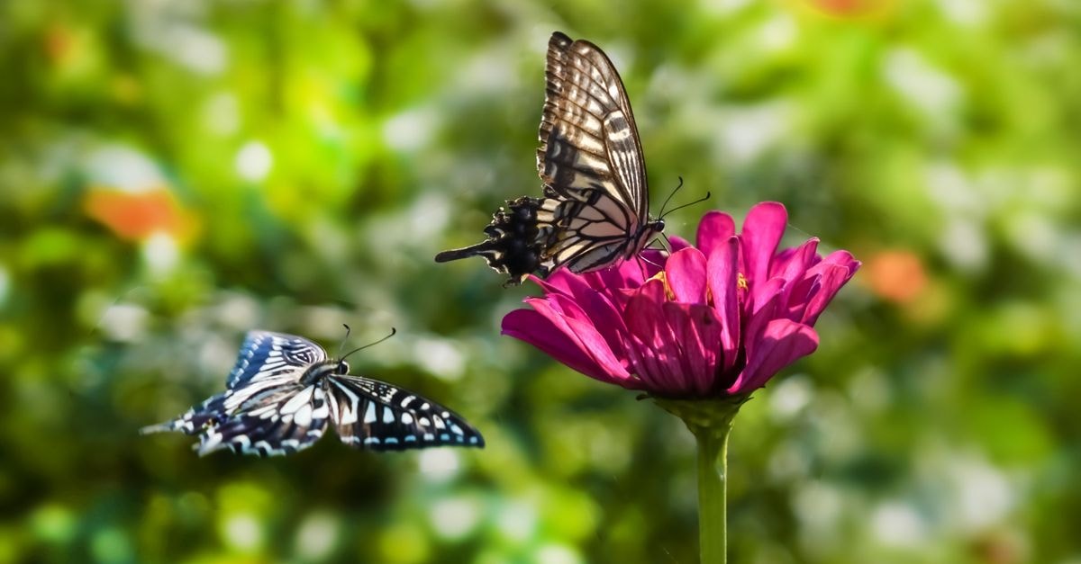 Goyang Luxe in Goyang-si: Central Motel Near Wondang Subway Close-up of two butterflies on a pink zinnia with a lush green background, capturing nature's beauty.