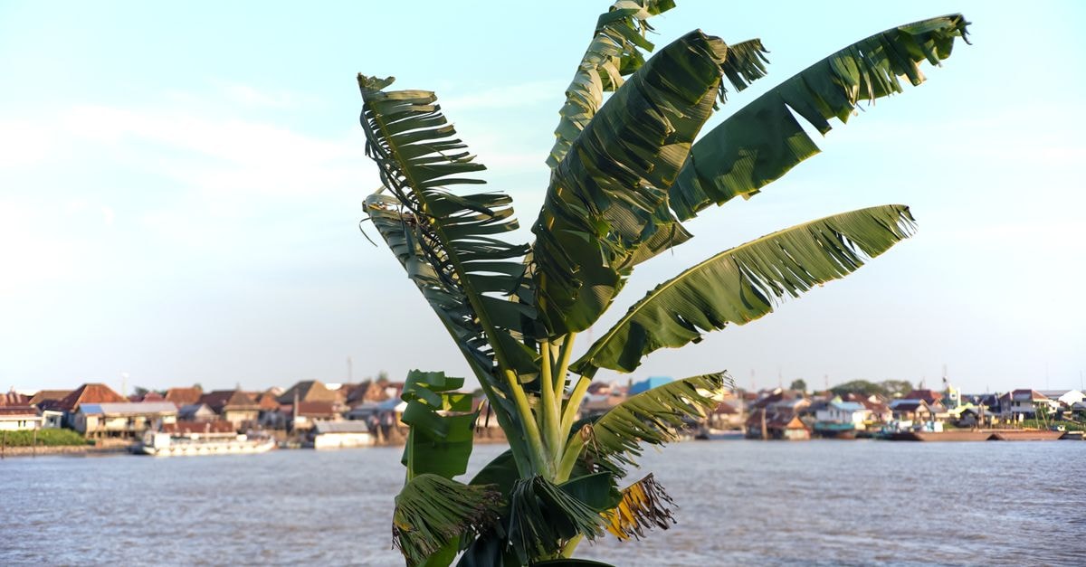 Palembang Travel Guide: River City Rhythm in South Sumatra Close-up of a banana leaf against the Musi River in Palembang, Indonesia.