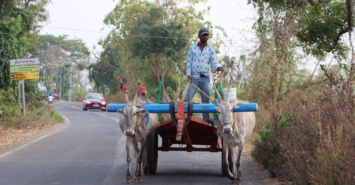 A Slow Travel Guide to Belagavi, Karnataka A man drives an ox cart on a rural road in Mysuru, India, with lush greenery around.
