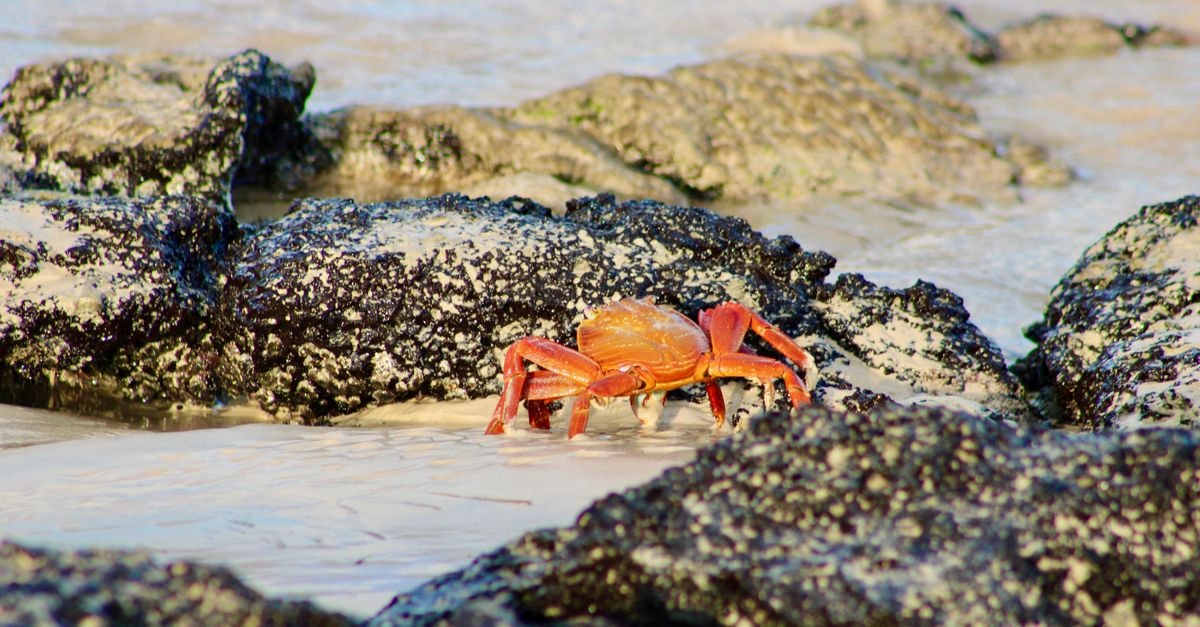 Hotel Montecarlo in Ibarra: Avenida Jaime Rivadeneira Stay with a Bar and Buffet Breakfast Vibrant orange crab crawling on volcanic rocks at a tranquil beach in Ecuador.