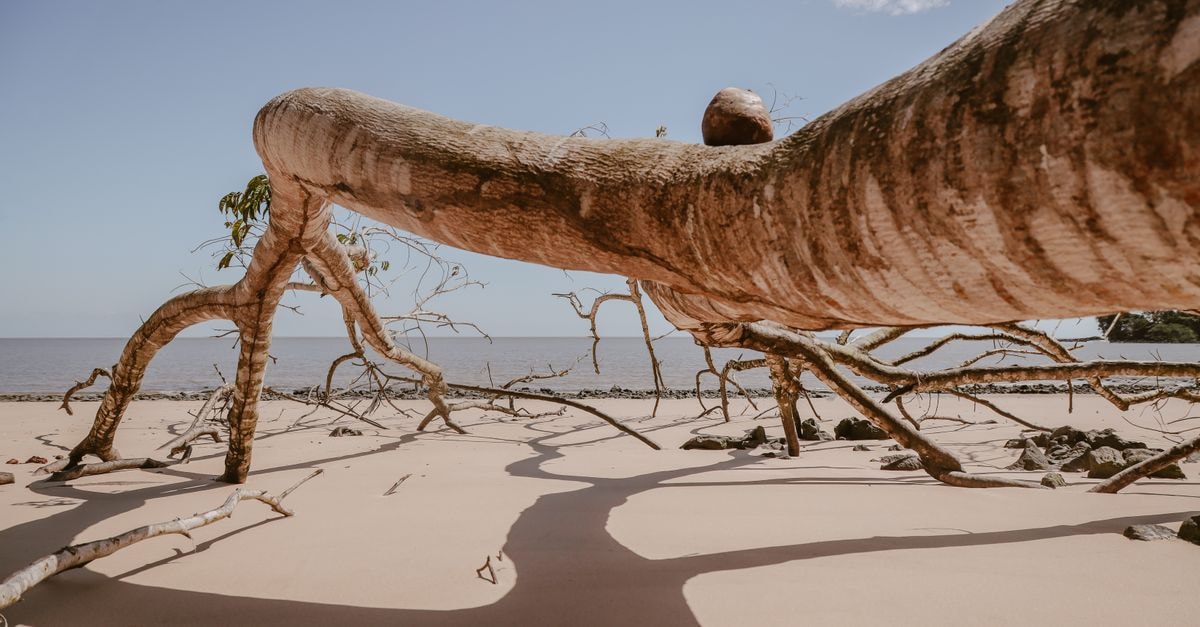 Koulamoutou Travel Guide: A Quiet Gabonese Outpost Worth a Detour A wide view of a fallen tree on a sandy beach in Pará, Brazil, showcasing natural beauty.