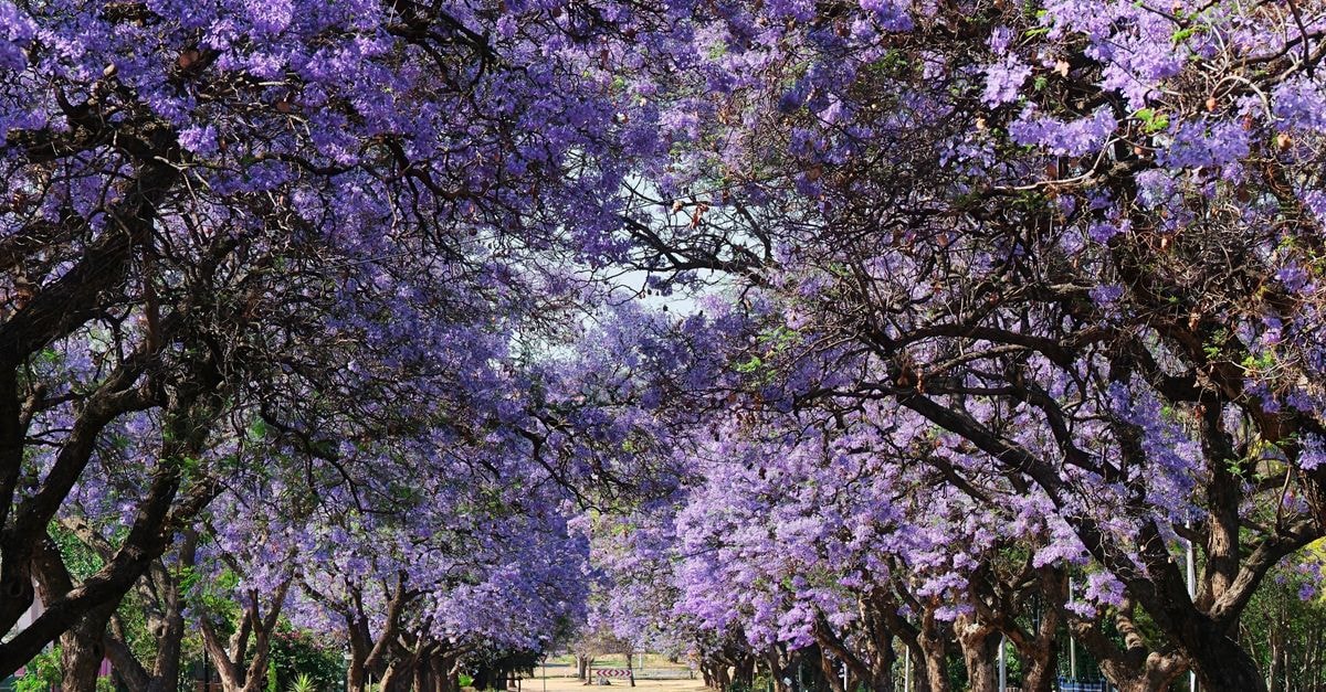 Randburg Travel Guide: A Leafy Suburb Worth Exploring A breathtaking view of jacaranda trees lining a street, showcasing vibrant purple blooms under a clear sky.