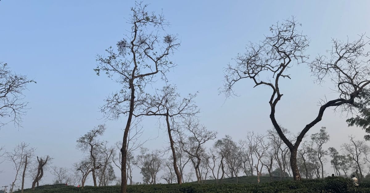 Hotel River View in Sylhet: A Quiet Stay on Bondor Bazar Scenic view of tea gardens with barren trees under a clear sky in Sreemangal, Bangladesh.