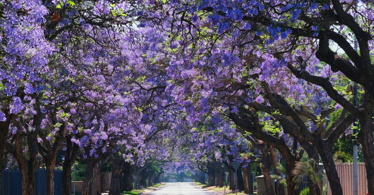 INANI Hotels Morning Star Express in Pretoria: City-Centre Stay with Conference Venues A picturesque street lined with blooming jacaranda trees under a clear blue sky.