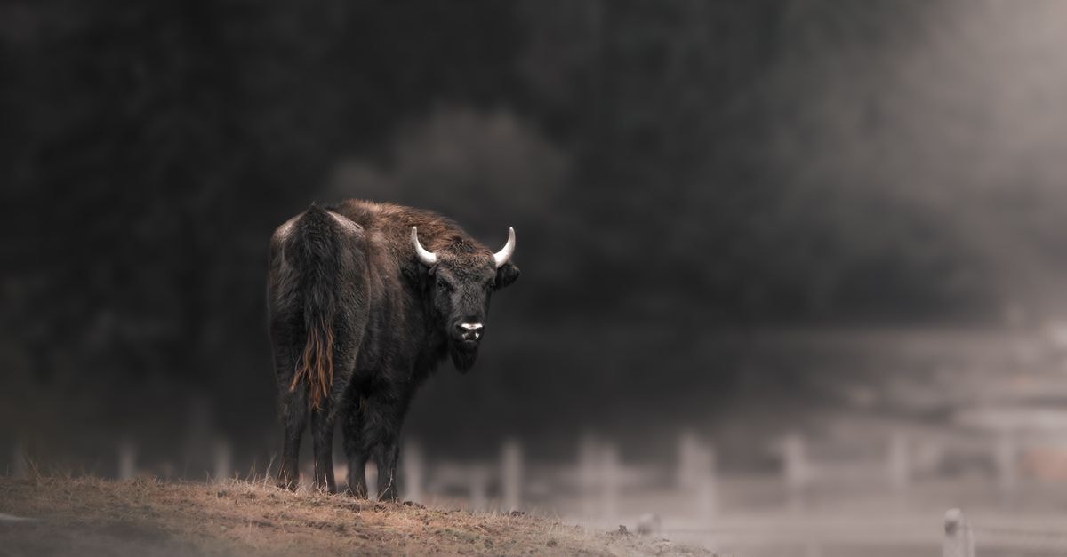 Hampton by Hilton Târgu Mureș: A Fresh International Brand Landing in Transylvania Wild wisent standing in a foggy forest in Târgu Neamț, Romania, showcasing its natural habitat.