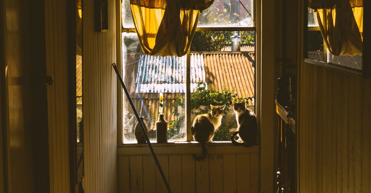 Two cats sit by a window enjoying the warm autumn sunlight indoors.