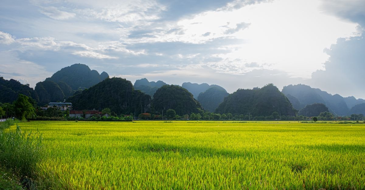 Kočani Travel Guide: Rice Fields and Slow Village Days Explore the lush green rice fields against dramatic limestone hills in Hanoi, Vietnam.