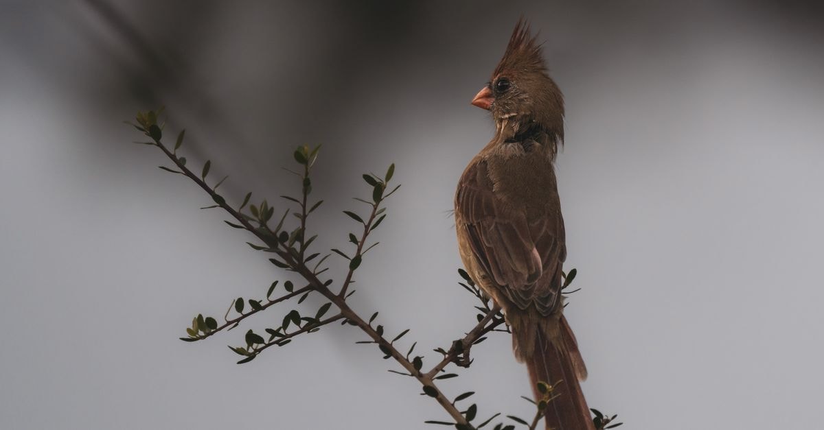 Dolisie Travel Guide: Through a City at the Forest’s Edge A female northern cardinal perched on a branch against a muted background.