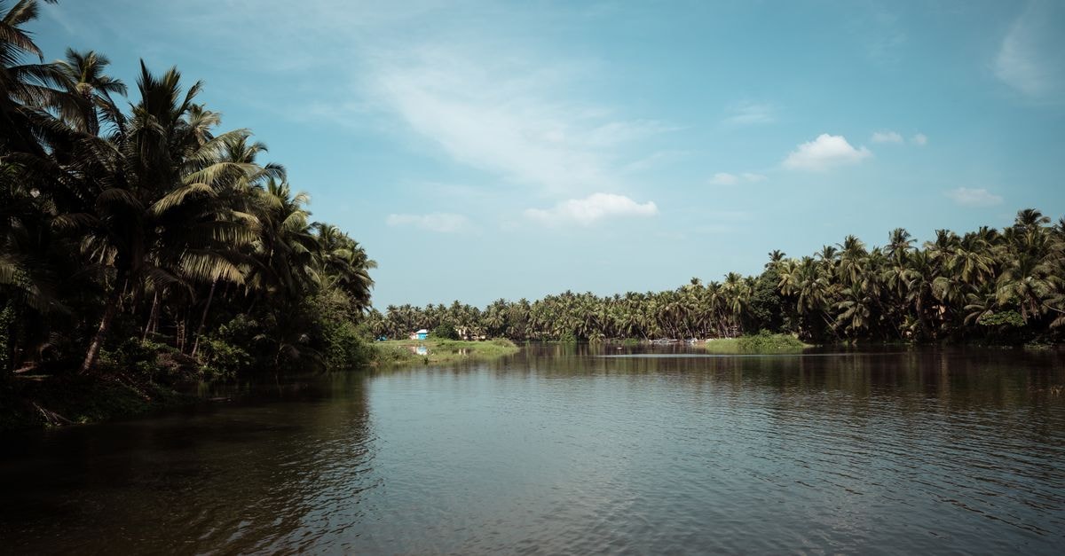 Thoothukudi travel guide: pearl city by the Arabian Sea Tranquil scene of Indian backwaters with palm trees on a sunny day.