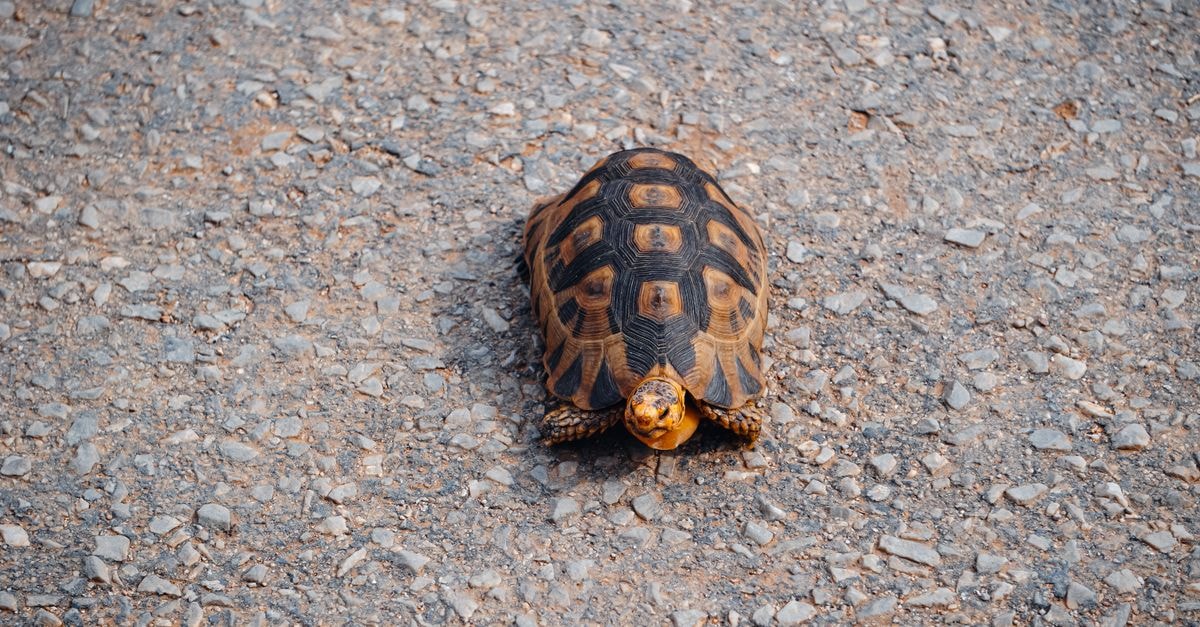 An Omsk Travel Guide for the Curious and the Slow-Paced A tortoise walks alone across a coarse gravel road, showcasing its patterned shell.