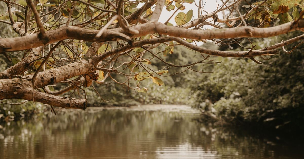 A serene fall river landscape with overhanging branches and calm water reflections.