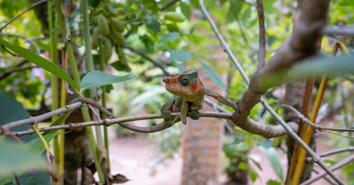 Close-up of a chameleon blending into the tree branches in a vibrant tropical setting.
