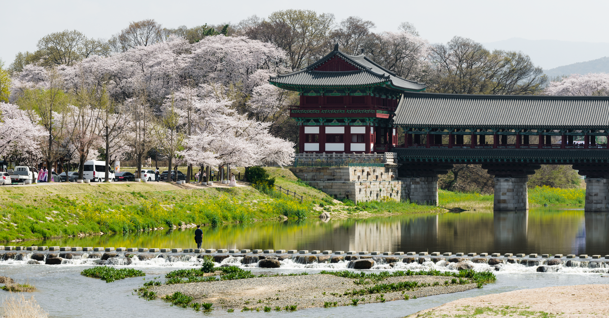 Scenic view of a Korean bridge with cherry blossoms in spring, reflecting on the river.