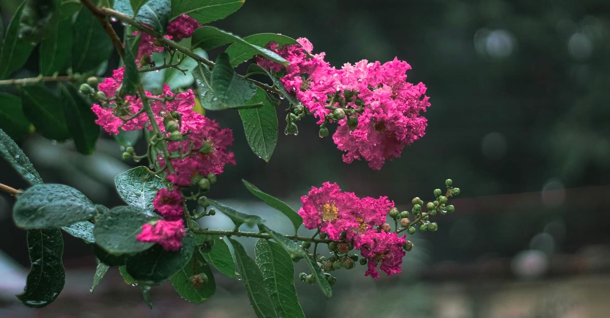 Narsingdi Residential Hotel in Narsingdi, Bangladesh: A Practical Stop in Town Close-up of pink crepe myrtle flowers with green leaves in Narsingdi, Bangladesh.